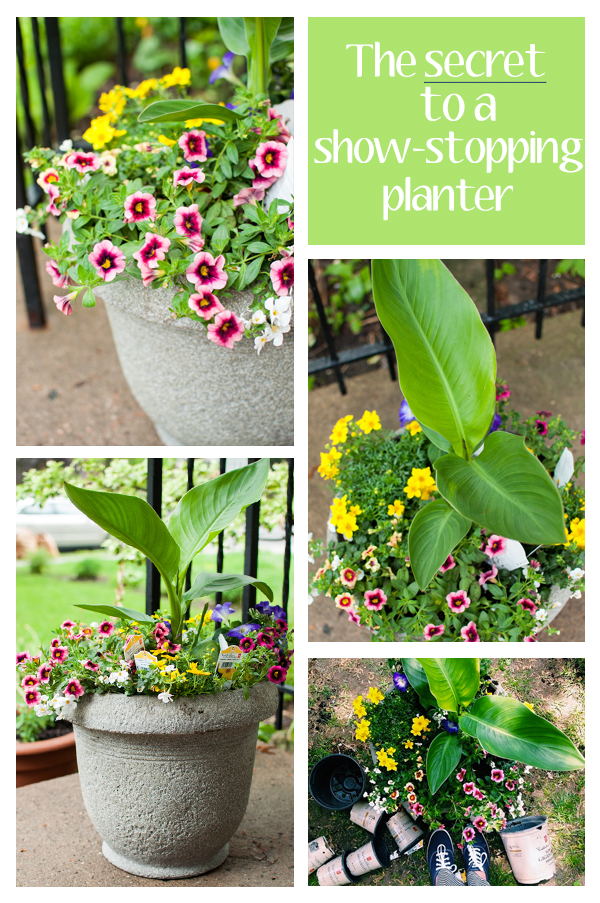 the secret to a show stopping planter
